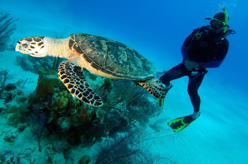 Bohio Dive Resort Cockburn Town Bagian luar foto