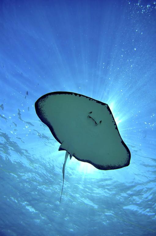 Bohio Dive Resort Cockburn Town Bagian luar foto